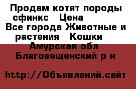 Продам котят породы сфинкс › Цена ­ 4 000 - Все города Животные и растения » Кошки   . Амурская обл.,Благовещенский р-н